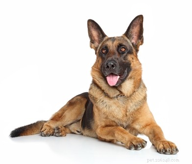 German Shepherd: Comprehensive Breed Profile & Key Traits