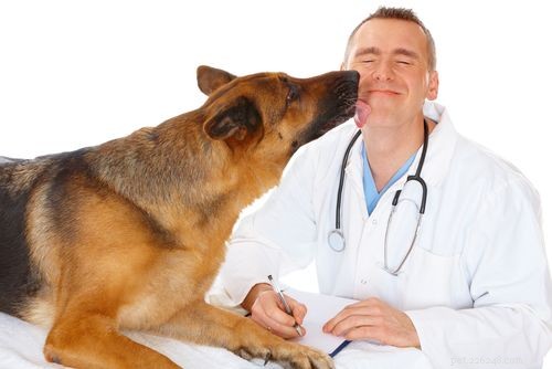 German Shepherd: Comprehensive Breed Profile & Key Traits