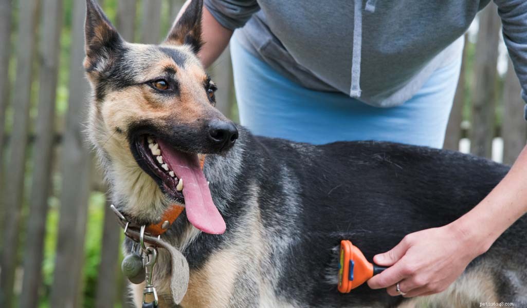German Shepherd: Comprehensive Breed Profile & Key Traits