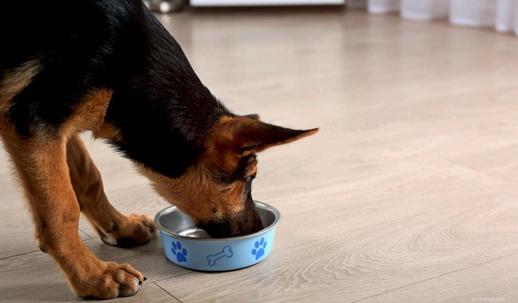 German Shepherd: Comprehensive Breed Profile & Key Traits