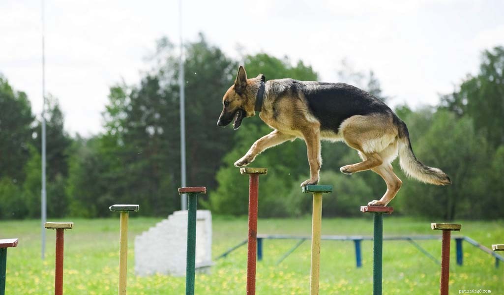 German Shepherd: Comprehensive Breed Profile & Key Traits
