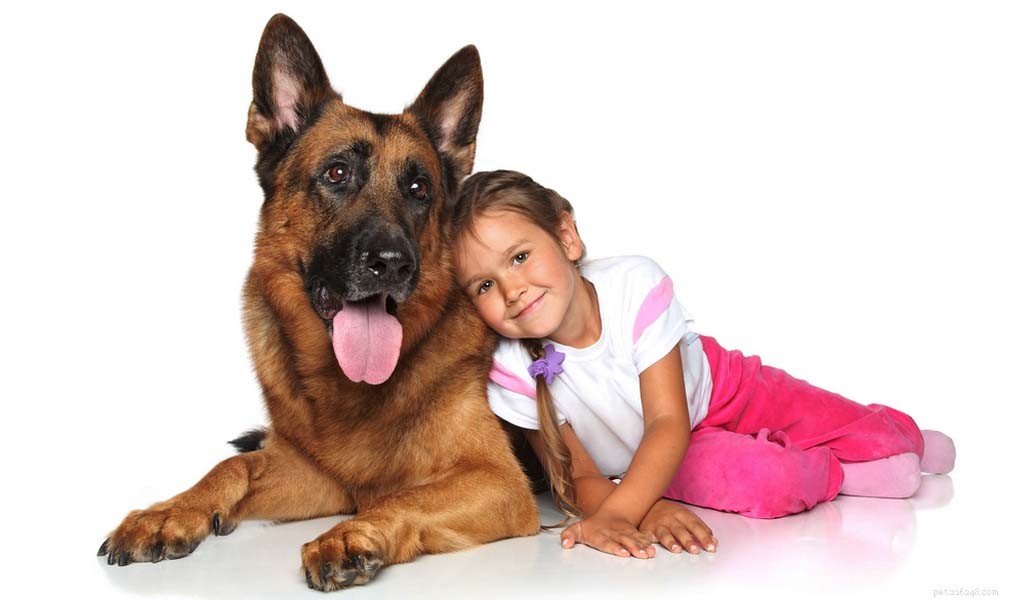 German Shepherd: Comprehensive Breed Profile & Key Traits