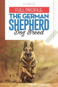 German Shepherd: Comprehensive Breed Profile & Key Traits