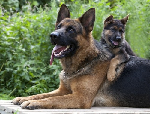 German Shepherd: Comprehensive Breed Profile & Key Traits