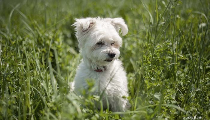 Top 5 Hypoallergenic Dog Breeds for Allergy Sufferers