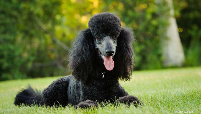 Top 5 Hypoallergenic Dog Breeds for Allergy Sufferers
