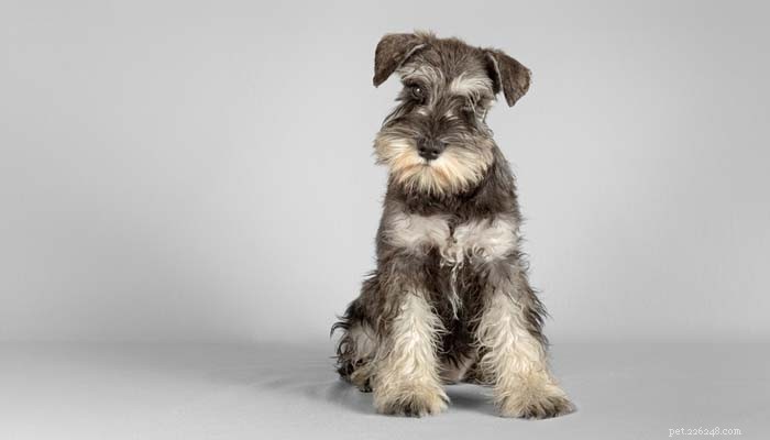 Top 5 Hypoallergenic Dog Breeds for Allergy Sufferers