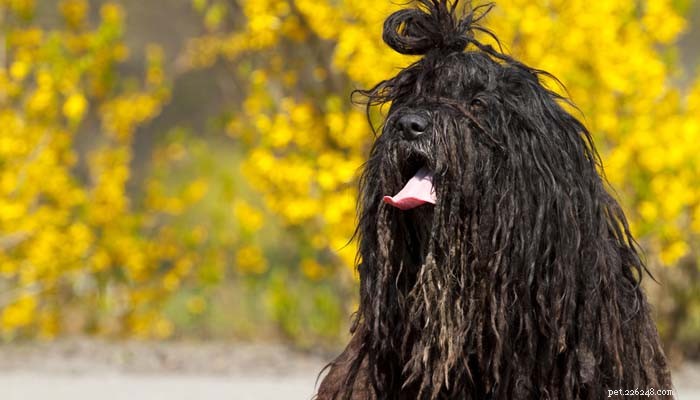 Top 5 Hypoallergenic Dog Breeds for Allergy Sufferers