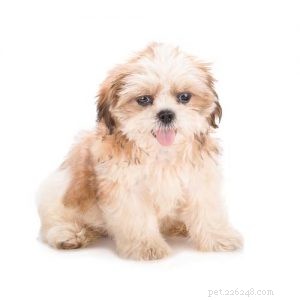 Top 5 Hypoallergenic Dog Breeds for Allergy Sufferers