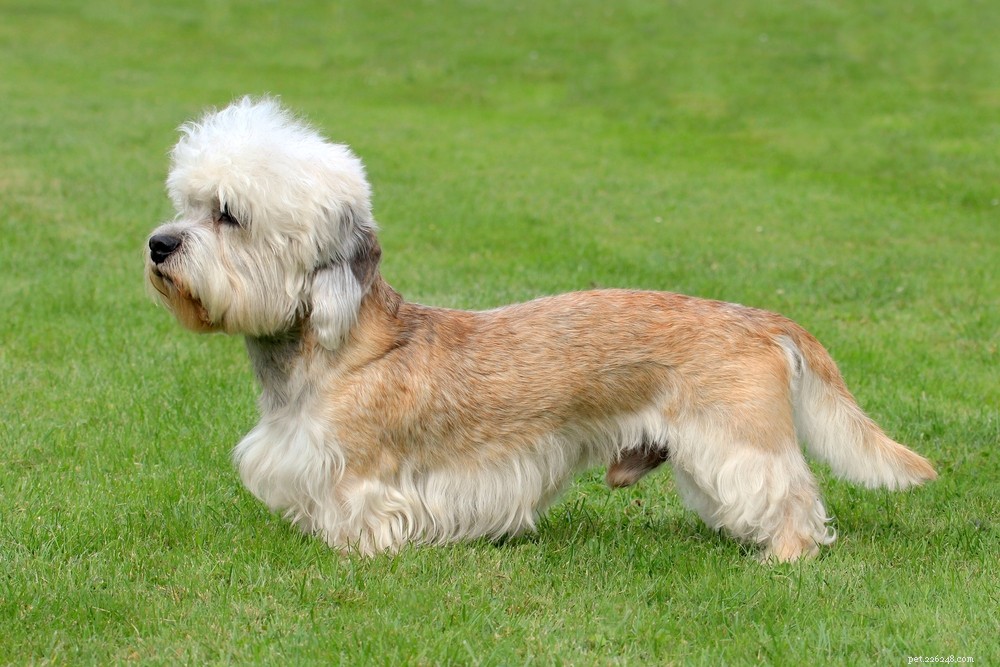 Top 10 Hypoallergenic Dog Breeds for Allergy Sufferers