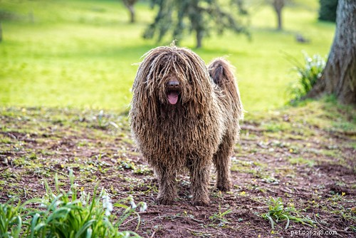 Top 10 Hypoallergenic Dog Breeds for Allergy Sufferers