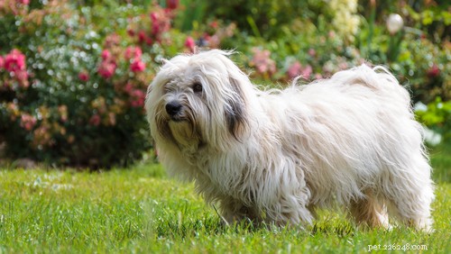 Top 10 Hypoallergenic Dog Breeds for Allergy Sufferers