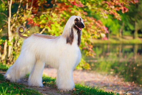 Top 10 Hypoallergenic Dog Breeds for Allergy Sufferers