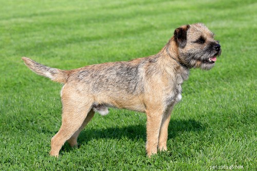 Top 10 Hypoallergenic Dog Breeds for Allergy Sufferers