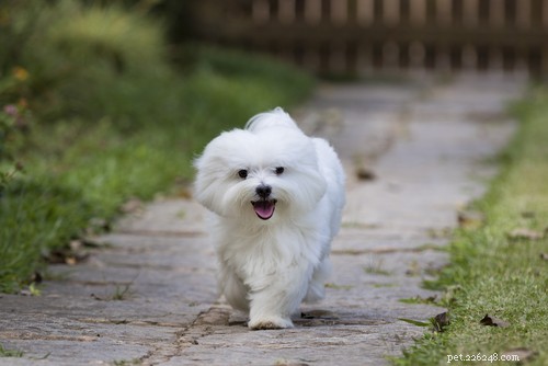 Top 10 Hypoallergenic Dog Breeds for Allergy Sufferers