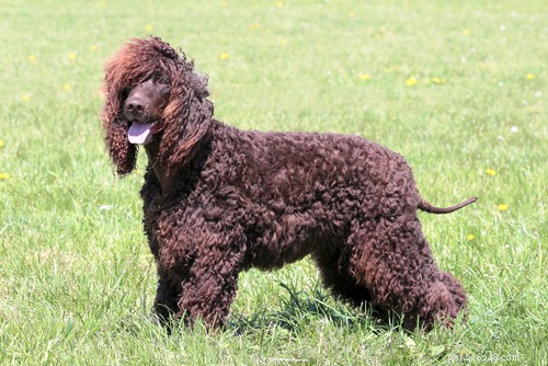 Top 10 Hypoallergenic Dog Breeds for Allergy Sufferers