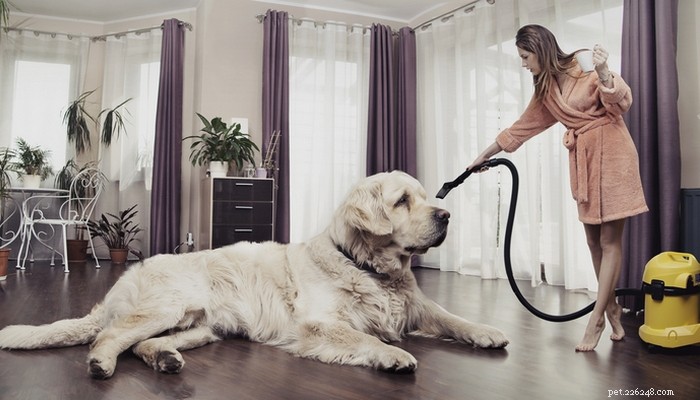 Top 10 Hypoallergenic Dog Breeds for Allergy Sufferers