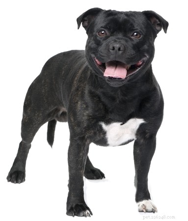 Staffordshire Bull Terrier: Traits, Temperament, and Care Guide