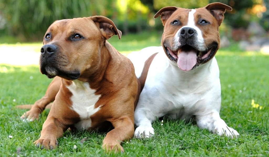 Staffordshire Bull Terrier: Traits, Temperament, and Care Guide