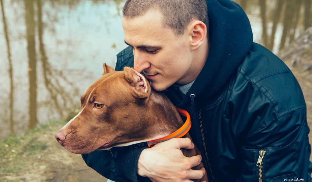 Staffordshire Bull Terrier: Traits, Temperament, and Care Guide