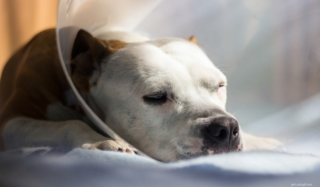 Staffordshire Bull Terrier: Traits, Temperament, and Care Guide