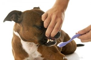 Staffordshire Bull Terrier: Traits, Temperament, and Care Guide