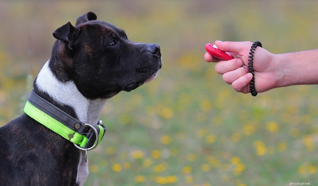 Staffordshire Bull Terrier: Traits, Temperament, and Care Guide