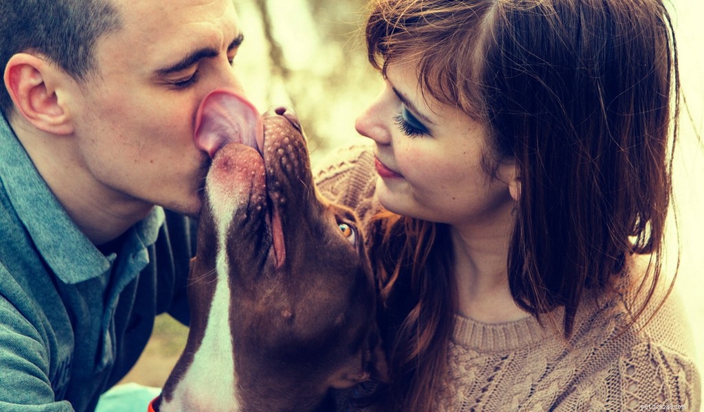 Staffordshire Bull Terrier: Traits, Temperament, and Care Guide