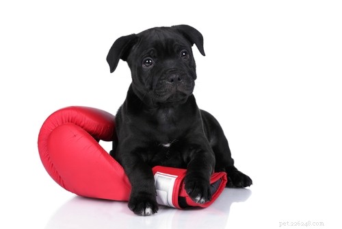 Staffordshire Bull Terrier: Traits, Temperament, and Care Guide
