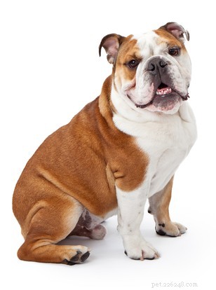 English Bulldog Breed Profile: Traits, Care, and What to Expect