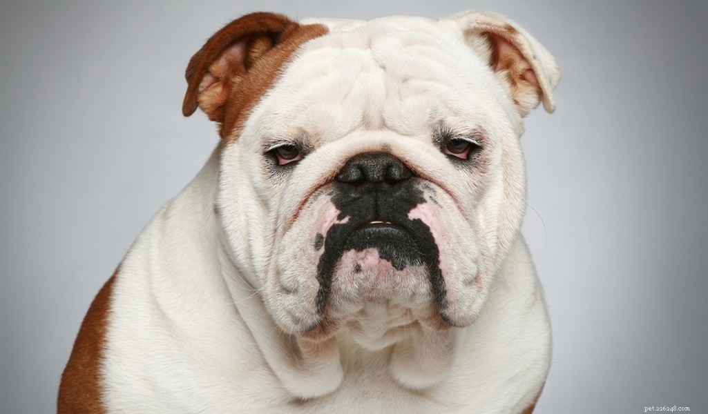 English Bulldog Breed Profile: Traits, Care, and What to Expect