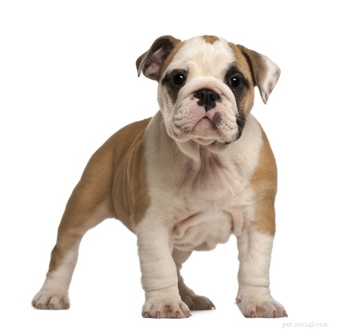 English Bulldog Breed Profile: Traits, Care, and What to Expect