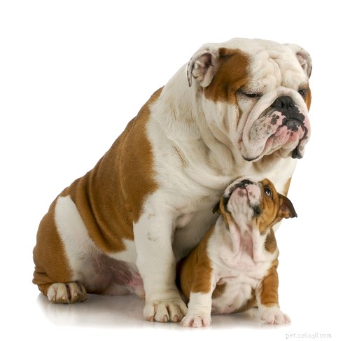 English Bulldog Breed Profile: Traits, Care, and What to Expect
