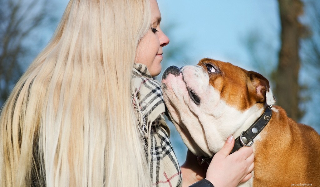 English Bulldog Breed Profile: Traits, Care, and What to Expect
