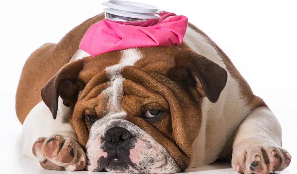 English Bulldog Breed Profile: Traits, Care, and What to Expect