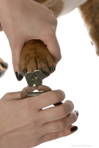 English Bulldog Breed Profile: Traits, Care, and What to Expect