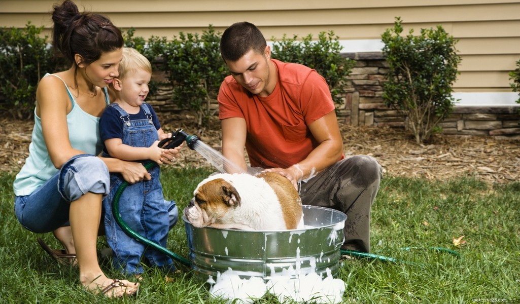 English Bulldog Breed Profile: Traits, Care, and What to Expect