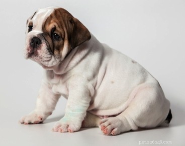 English Bulldog Breed Profile: Traits, Care, and What to Expect