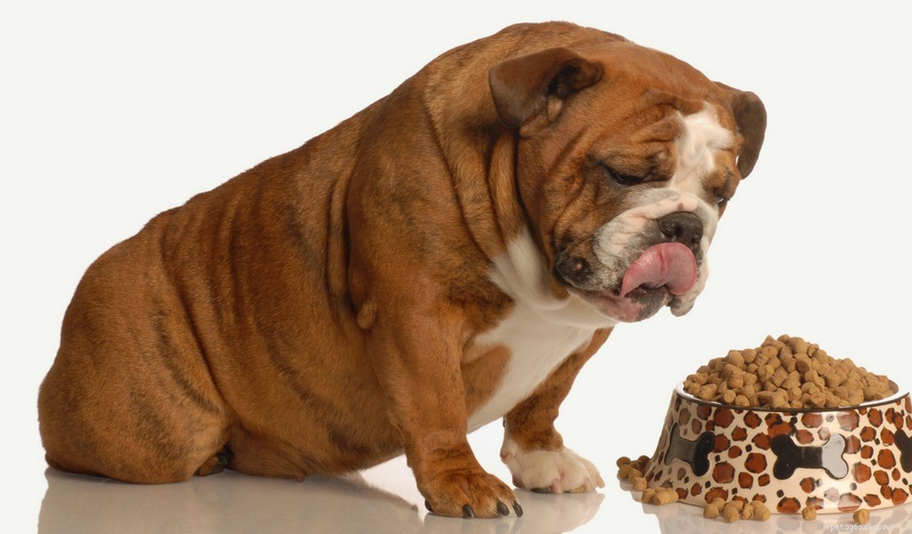 English Bulldog Breed Profile: Traits, Care, and What to Expect