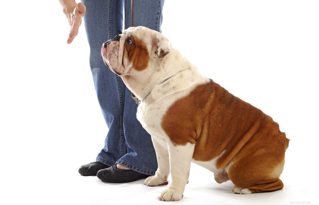 English Bulldog Breed Profile: Traits, Care, and What to Expect