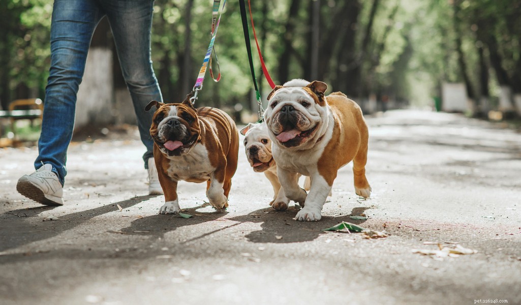 English Bulldog Breed Profile: Traits, Care, and What to Expect