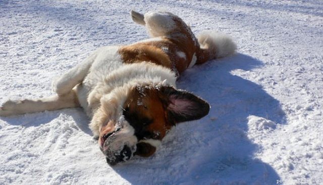 Barry the Saint Bernard: The Avalanche-Rescue Hero You Can Trust