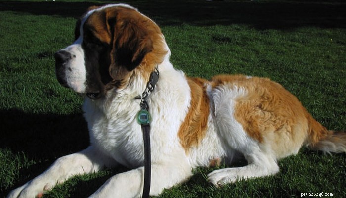 Barry the Saint Bernard: The Avalanche-Rescue Hero You Can Trust