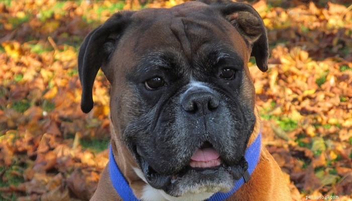 Brachycephalic Breeds Explained: Traits, Health Risks & Common Examples