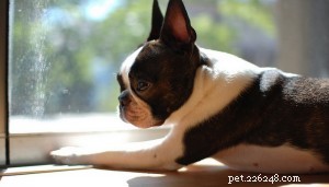 Brachycephalic Breeds Explained: Traits, Health Risks & Common Examples