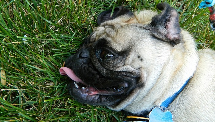 Brachycephalic Breeds Explained: Traits, Health Risks & Common Examples
