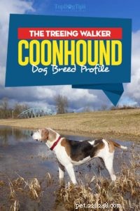 Treeing Walker Coonhound: The Ideal Tracker and Companion
