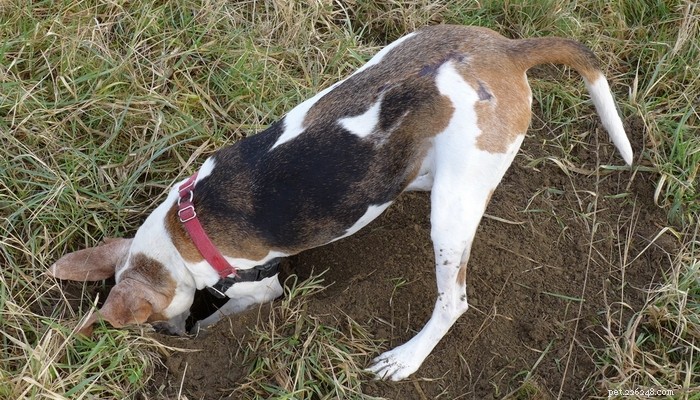 Treeing Walker Coonhound: The Ideal Tracker and Companion
