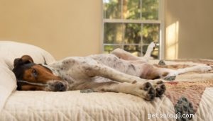 Treeing Walker Coonhound: The Ideal Tracker and Companion