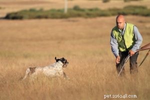 Treeing Walker Coonhound: The Ideal Tracker and Companion